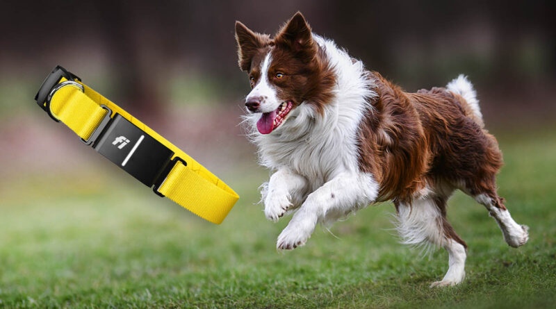 obroża Fi Series 3 Plus